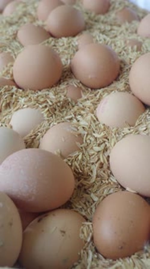 Brown Eggs Comfortably Nestled in Soft Bedding Material for Enhanced Freshness and Flavor