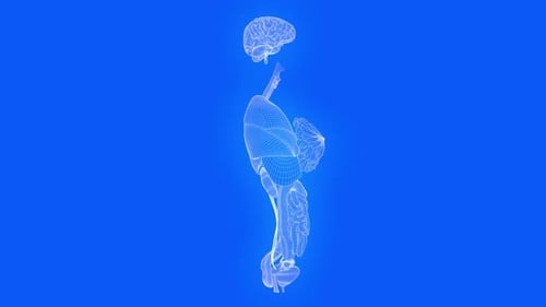 Estructura alámbrica del cuerpo humano con fondo azul brillante