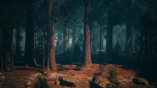 Sequoia Forest Painting With Trees and Rocks Dark Forest