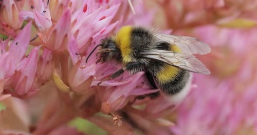 Bumblebees Crawl on Pink Flowers