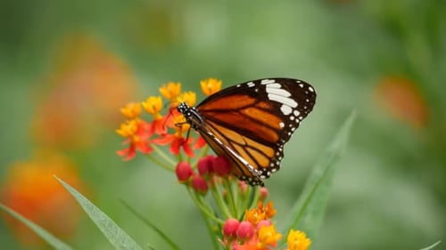 A monarch butterfly rests on a flower