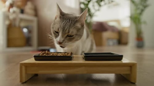 Gray Cat Eats Dry Food from a Dish Indoors