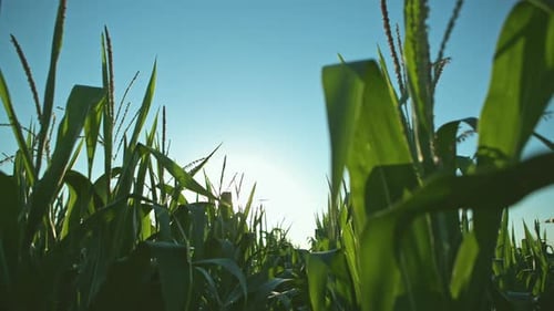 Corn Field and Sky Corn on the Cob Summer Sun