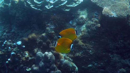 Snorkeling in the Crystalclear Waters Behavior of Butterflyfish