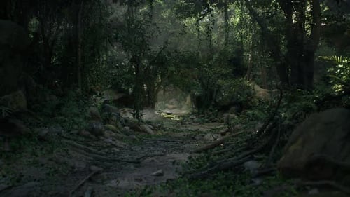 Dirt Path Cutting Through New Zealand Forest Dark Forest