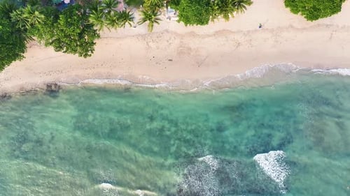 Beach sea palm island tropical ocean sand tree sky water paradise travel nature vacation summer.