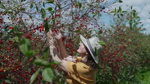 Happy Young Woman in Hat Admires Bountiful Harvest of Red Cherries in Garden