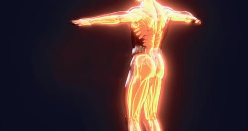 3D Glowing Human Body Anatomy Scan Animation