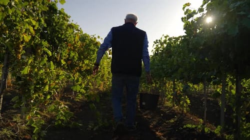 Elderly man walking with a bucket through vineyard in morning sunlight slow motion