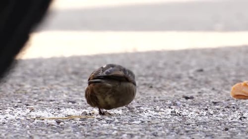 Sparrows eating crumbs from a bread piece in a hidden place of city park