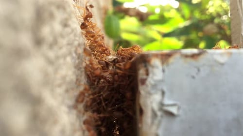 Nahaufnahme einer Gruppe roter Ameisen an der Wand