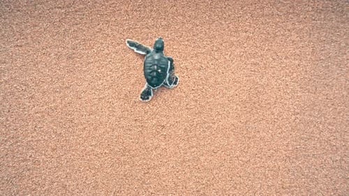 Babyschildkröte krabbelt am Sandstrand