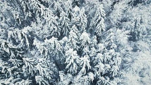 Aerial drone view of snowy winter pine tree forest in South Germany