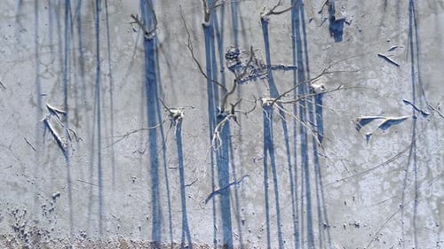 Top-Down Aerial of Ecological Devastation and Desiccated Trees in a Dry Basin