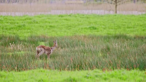 Roe deer doe grazing alone in grassy field pasture and looking up.