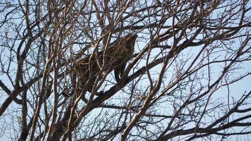 An african leopard standing high up a tree.