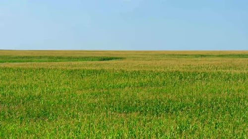 Drone aérien au-dessus d'une belle ferme diurne, des récoltes dans le vent,