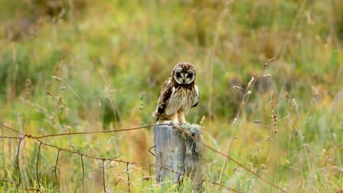 Owl