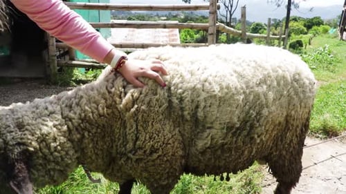 Woman's Hand Petting Domestic Farm Sheep