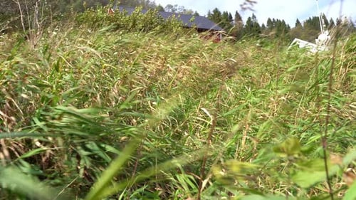 Wind blowing gently through long green wild grass - Grass swinging and bending in the wind