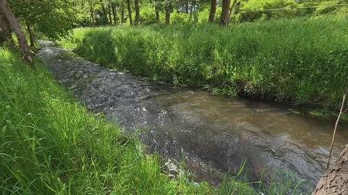 Clear water stream flowing through green grass forest