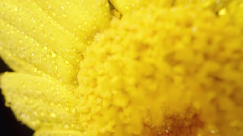 Bright Yellow Flower with Water Droplets Close Up