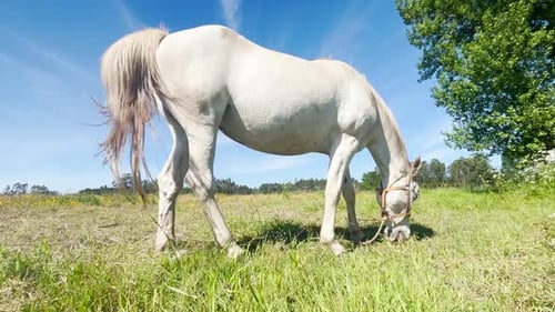 Beautiful White Horse Grazing on the Farm Field Horse on the Background of Green Grass Blue Sky and