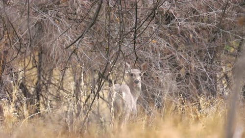Whitetailed Deer in a Forest