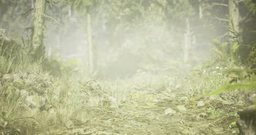 Misty Forest Path Invites Exploration Under Soft Morning Light