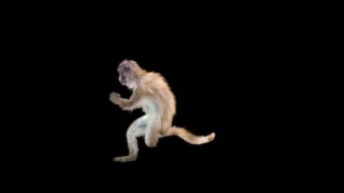 30 Monkey Dance 4K