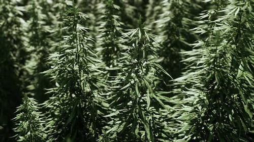 Field of Industrial Hemp Cannabis in the Evening Sun