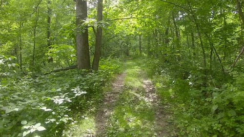 POV while traversing an over grown trail through woods full of deciduous trees, heavy undergrowth an