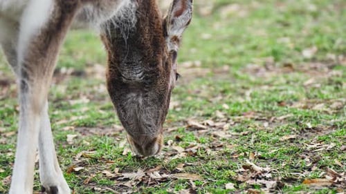 Deer Grazing Peacefully on Green Grass