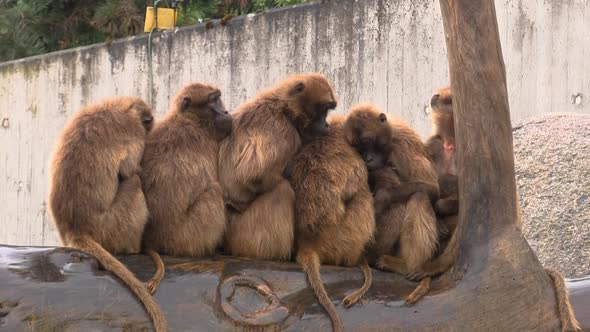 Groups of monkeys warming up each other from the rain at the Zoo ...