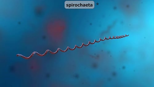 Bacteria Spirochaeta