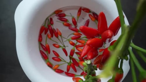 Fresh Red Chili Peppers Being Added to Water