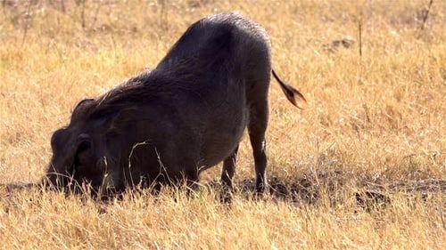 African Warthog digging for food