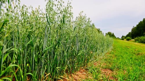 Lush green oat field growing under a bright sky with trees in the background, close-up angle