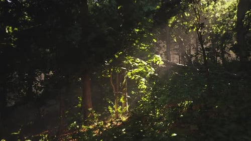 Sunlight Filtering Through Dense Foliage in a Tranquil Forest Setting