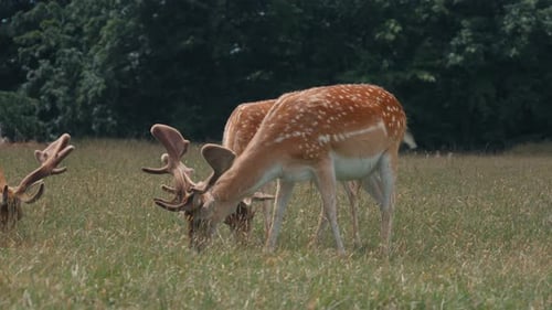Gruppe von Sikahirschen, die am Waldrand nach Futter suchen und an der begehbaren Vegetation knabbern