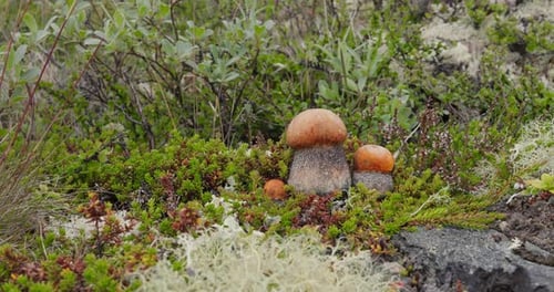 Beautiful boletus edulis mushroom in arctic tundra moss. White mushroom in Beautiful Nature Norway