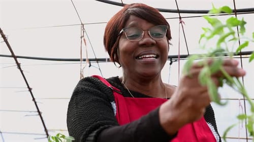 Smiling female farmer carefully examining healthy tomato plant inside greenhouse, inspecting growth