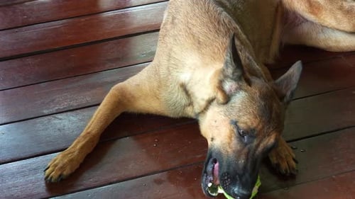 An excited Belgian Shepherd, canis lupus familiaris, lying down on the deck and playing with a tenni