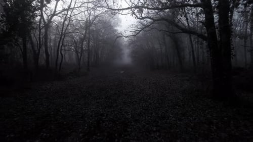 Dark grey mist forest. Path in a creepy thick fog. Travelling backward filming trees in the fog.
