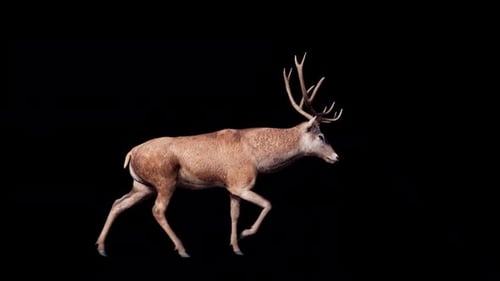 Deer Walk-Fahrrad