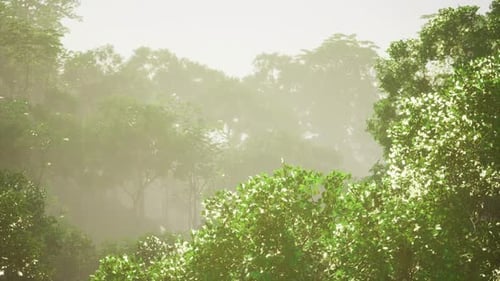 Expansive Tropical View Revealing Tranquil Dawn and Vibrant Ecosystems