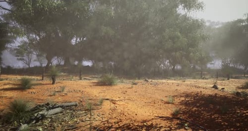Misty Australian Bushland Landscape Background Animation