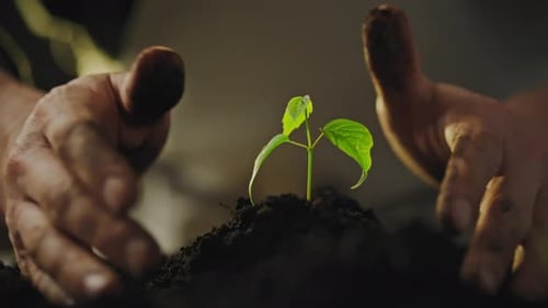 Hands Nurturing Small Plant in Dark Soil