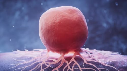 3D Animation of Biological Cell with Root-like Extensions