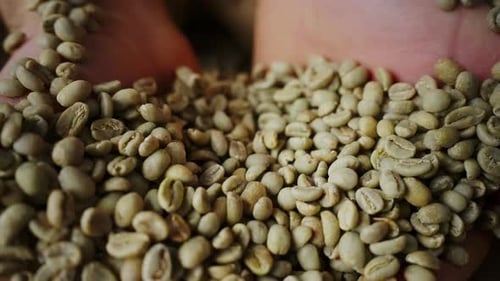 Male Hands Picking Fresh Raw Coffee Beans From a Bag at Coffee Production Concept for Making Hot